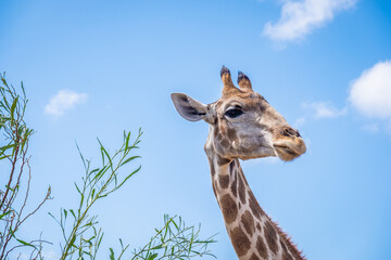 Naklejka premium close up of a giraffes head