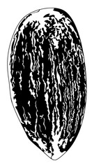 Almond seed black and white