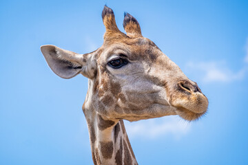 close up of a giraffes head