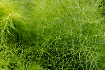Close up of Foeniculum vulgare herb