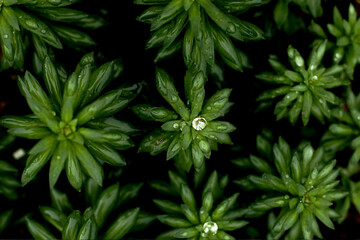 Top view of Rhodiola Rosea with rain drops - directly above