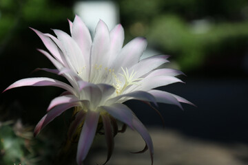 Effimero fiore di cactus bianco e rosa, primo piano 