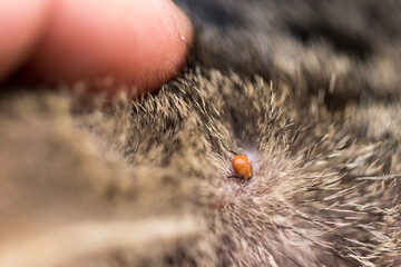 A tick on the skin in a cat's hair. Tick-borne diseases in animals. A parasite that is dangerous to...