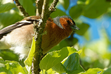 Common chaffinch or simply the chaffinch (Fringilla coelebs) is a common and widespread small passerine bird in the finch family