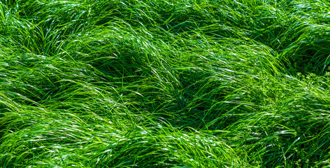 fresh green juicy grass backgrounds for design or backdrop use, eco concept with green grass leaves on the sun