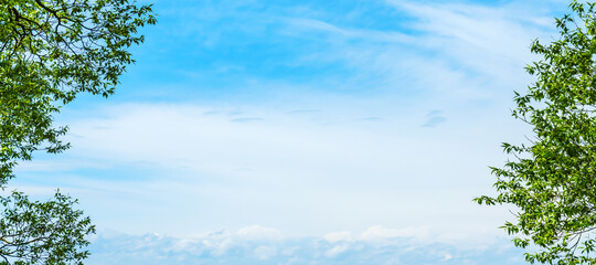 Green leaves of a tree against the blue sky. Beautiful natural frame of foliage against the sky.Copy space.