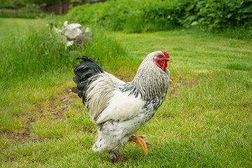 Naklejka na ściany i meble Brahma rooster on the farm, white rooster on green grass, poultry breeding on the farm, poultry breeding