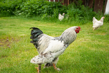 Brahma rooster on the farm, white rooster on green grass, poultry breeding on the farm, poultry breeding