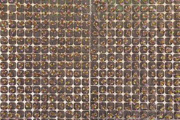 many young sprouts of red lettuce seedlings, in plastic cells, top view, natural texture