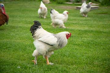 Brahma rooster on the farm, white rooster on green grass, poultry breeding on the farm, poultry breeding