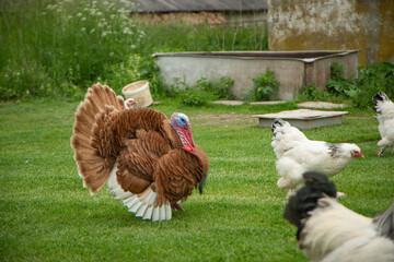 farm turkey, brown turkey on green grass, farm poultry breeding, poultry breeding