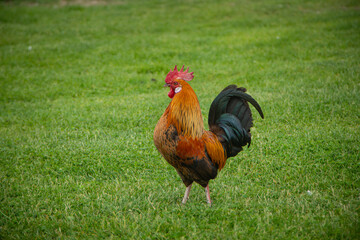 rooster on the farm