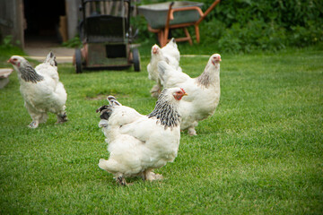 Brahma chicken on the farm, white chicken on green grass, poultry breeding on the farm, poultry...