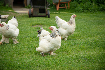 Brahma chicken on the farm, white chicken on green grass, poultry breeding on the farm, poultry breeding
