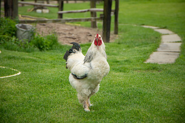 Brahma rooster on the farm, white rooster on green grass, poultry breeding on the farm, poultry...
