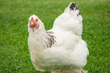 chicken on green grass, Brahma chicken on the farm, white chicken on green grass, poultry breeding on the farm, poultry breeding