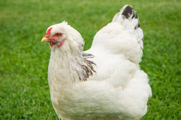 Brahma chicken on the farm, white chicken on green grass, poultry breeding on the farm, poultry...