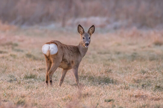 Roe deer 