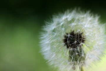 dandelion flower seed extreme close up against green background