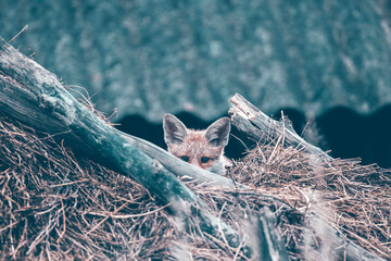 Red fox cub