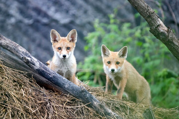 Red fox cubs