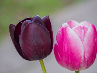 Purple and pink tulips close up