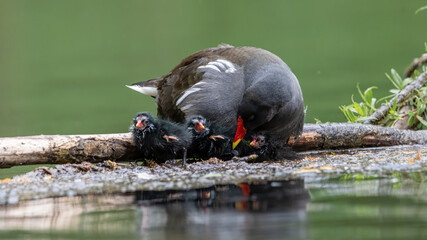 Teichralle, Teichhuhn, bird, wasser, ente, cygnus, natur, see, tier, black, teich, schnabel
