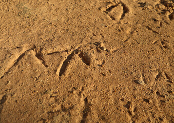 Bird footprint stamp on dirt sand.
