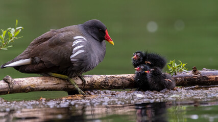 Teichralle, Teichhuhn, bird, wasser, ente, cygnus, natur, see, tier, black, teich, schnabel