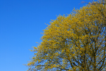 Fototapeta premium Ahorn im Frühling