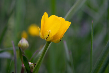  Yellow flower