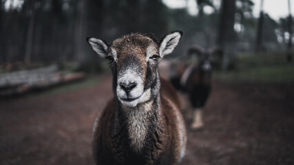 Ziegen Bock