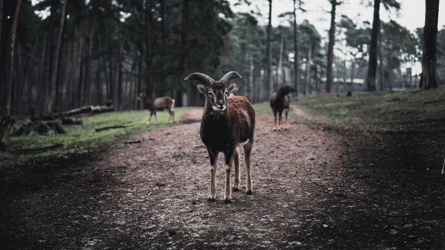Ziegen Bock © Krispien Photography