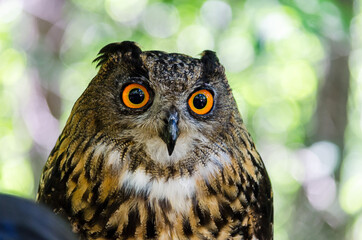 森の木陰で佇むミミズク、背景はぼかしが入っている。