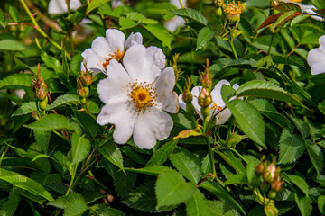 Цветы шиповника