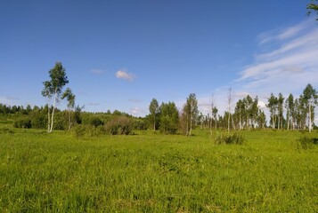 landscape with trees and sky