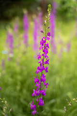 spring flowers, beauty in the garden