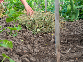 Mulching of young cucumber seedlings with dry grass. A farmer takes care of a bed of cucumbers.