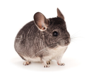 Little gray chinchilla.