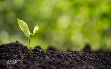 Agriculture and plant growing sequence with blur bokeh in the morning sunlight and green blur bokeh...