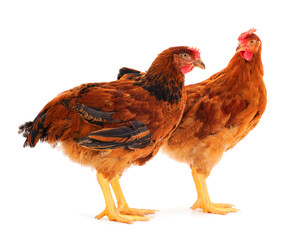 Two brown hens isolated.