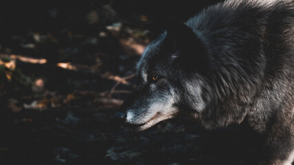 Wolf  © Krispien Photography