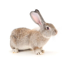 Gray rabbit isolated.