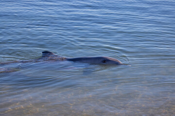 Fototapeta premium Wild dolphins along the beach at Monkey Mia, Shark Bay, Western Australia 