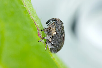 Poppy root weevil (Stenocarus ruficornis) - one of the most significant pests of opium poppy...