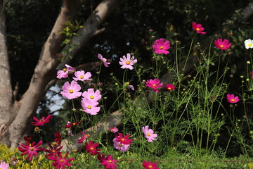 Bunch of budding and blossomed multicolor garden cosmos