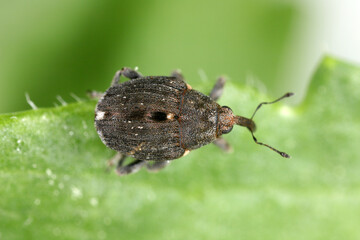 Poppy root weevil (Stenocarus ruficornis) - one of the most significant pests of opium poppy (Papaver somniferum). Beetle on the leaf .