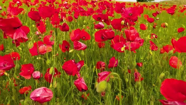 Flying over a wheat field with red poppies in super slow motion