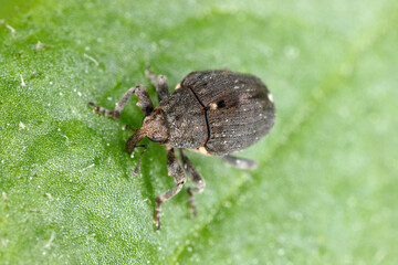 Poppy root weevil (Stenocarus ruficornis) - one of the most significant pests of opium poppy (Papaver somniferum). Beetle on the leaf .