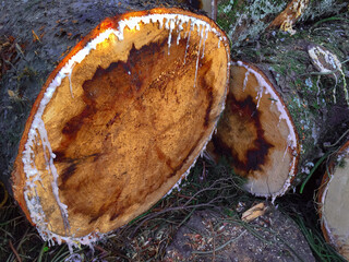 Close-up the fresh-cut log Norfolk island pine tree